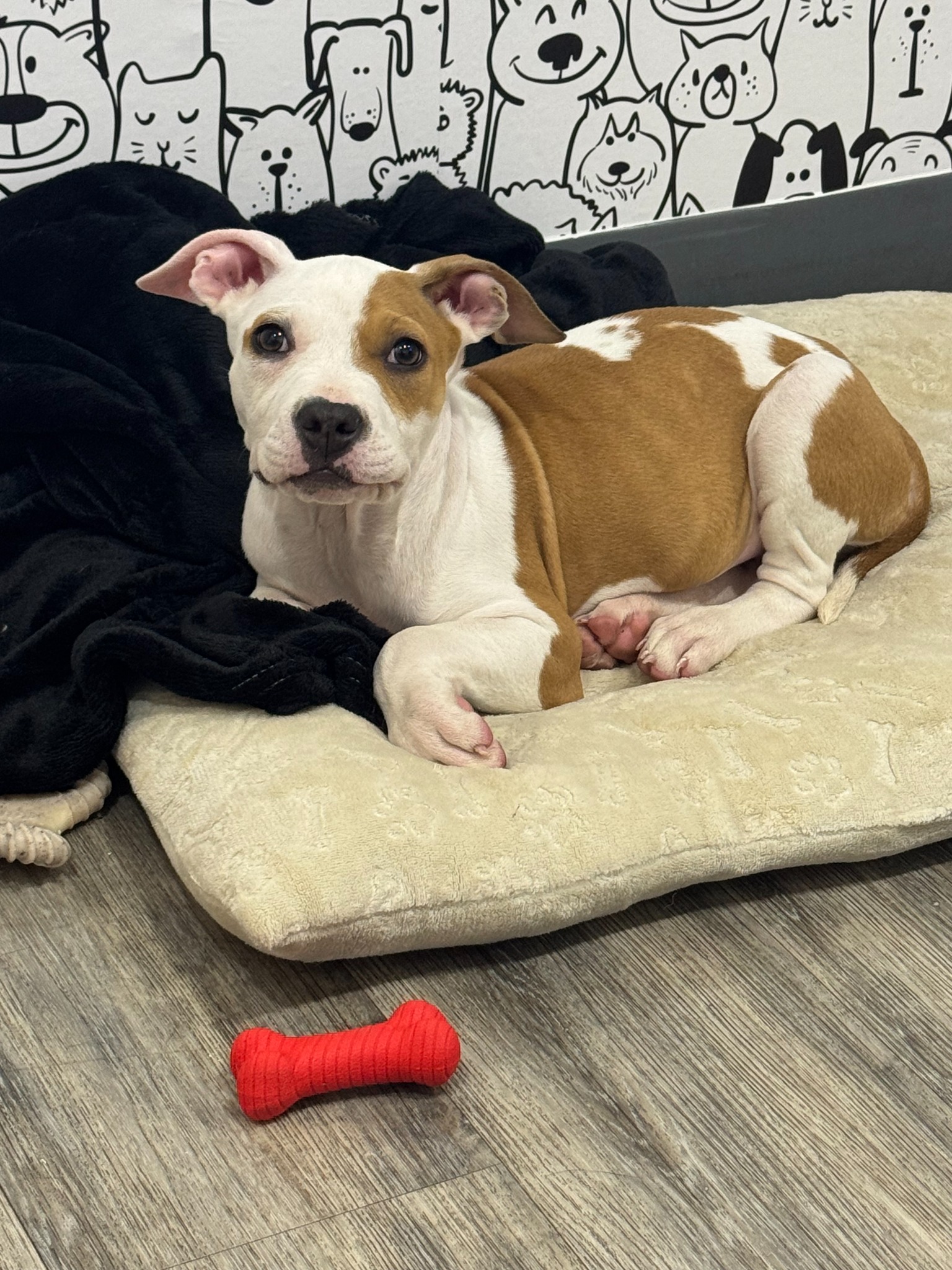 Young dog resting comfortably at Preppy Pet West Houston
