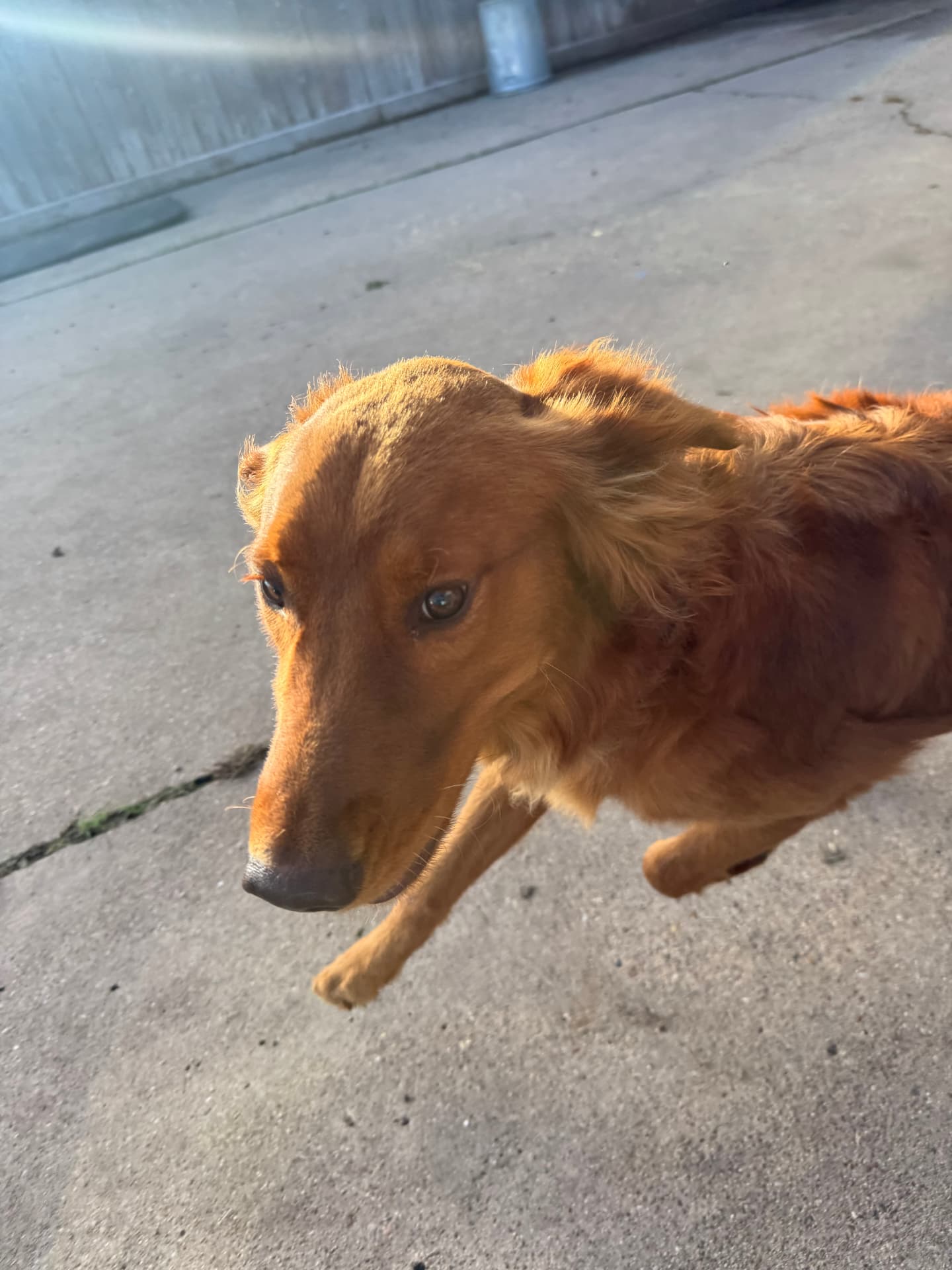 A happy golden retriever relaxing in the outdoor play yard at Preppy Pet West Houston