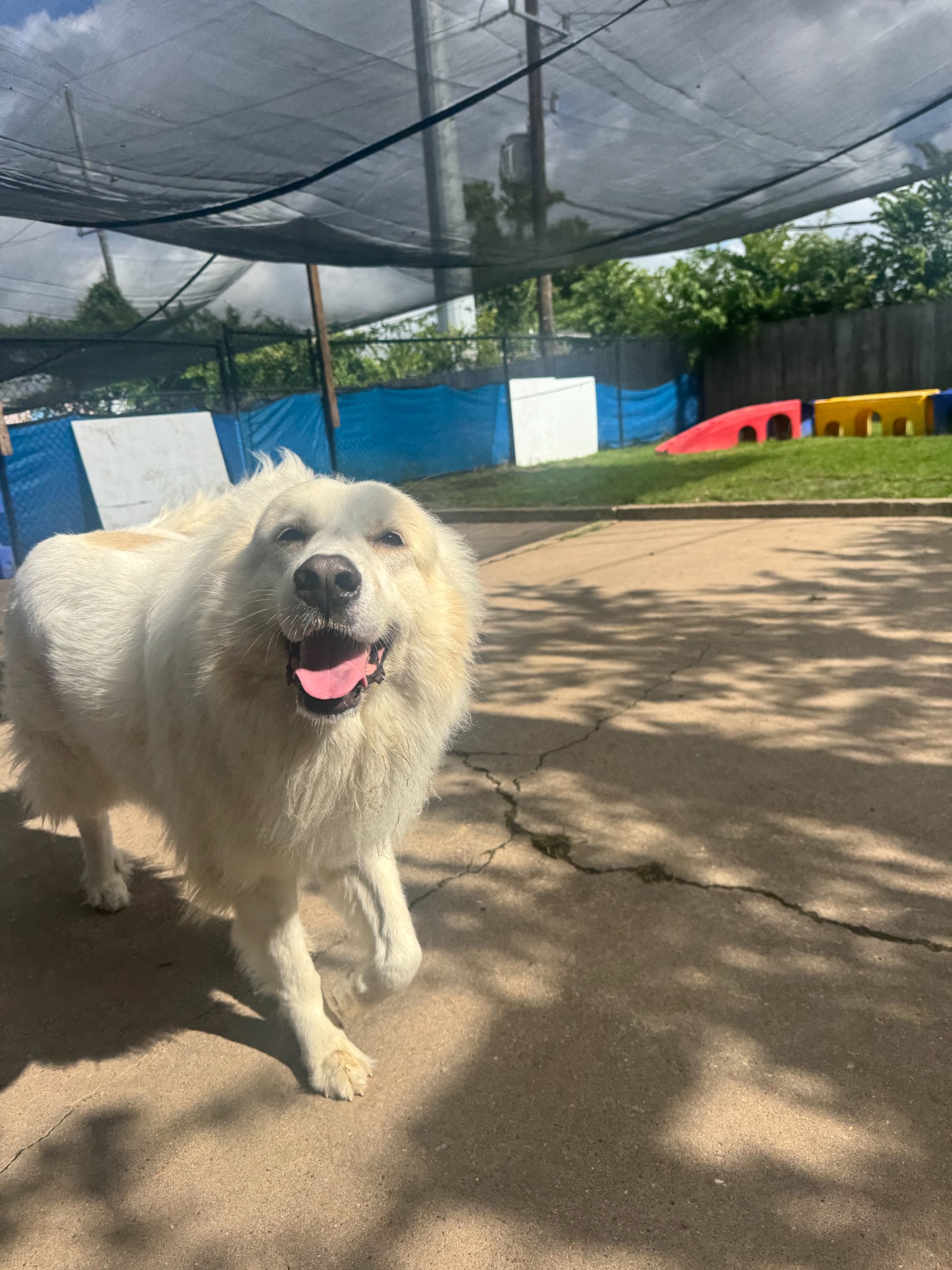 Happy dog standing beneath the shade canopy in an outdoor play yard at Preppy Pet West Houston