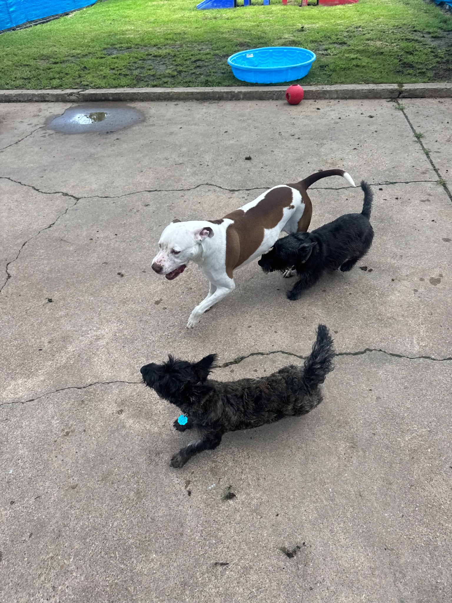 Dogs enjoying outdoor playtime at Preppy Pet West Houston
