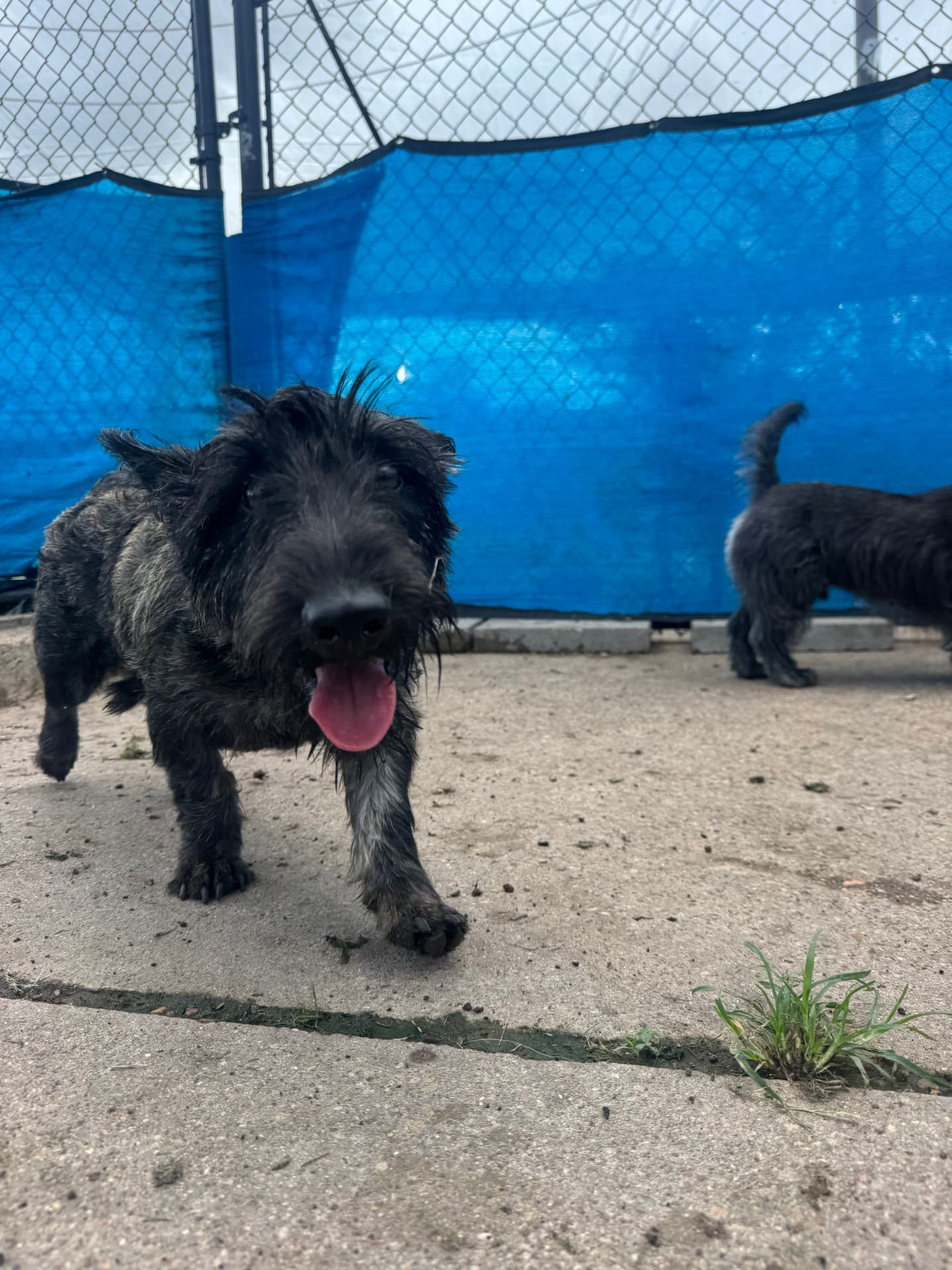 A happy black dog running in the outdoor play yard at Preppy Pet West Houston