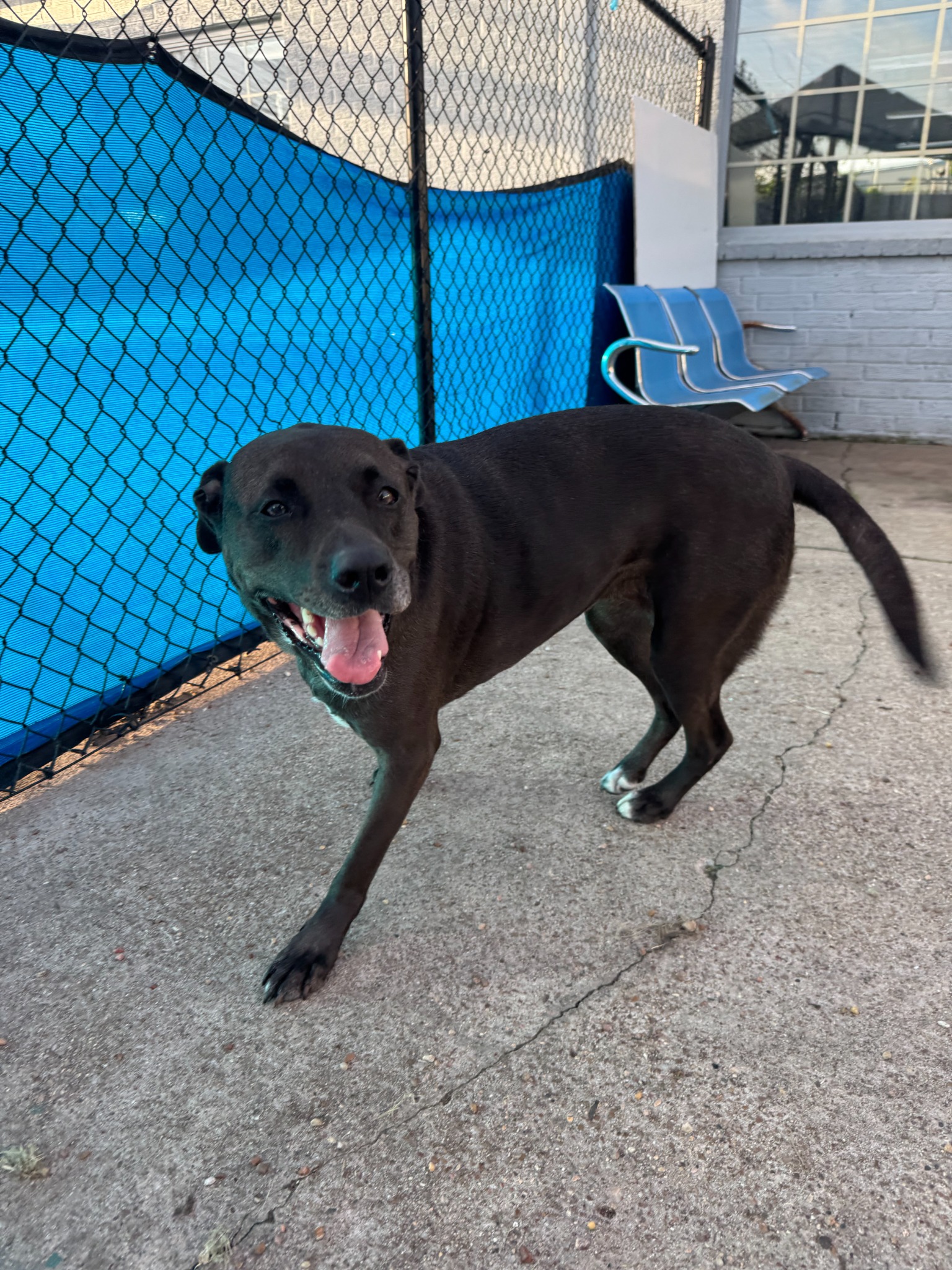 Happy dog in the outdoor play area at Preppy Pet West Houston