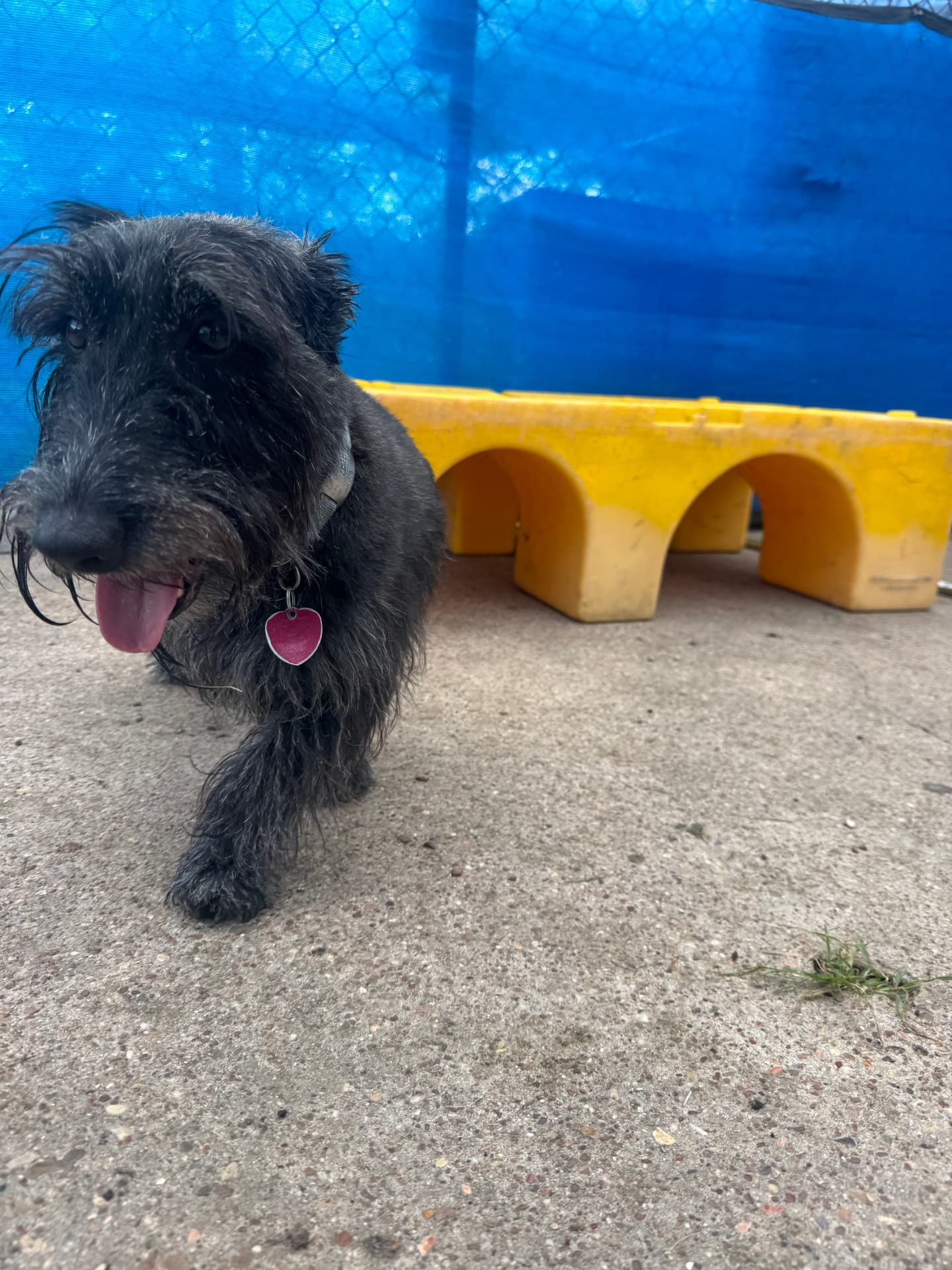 A happy black dog enjoying the play yard at Preppy Pet West Houston